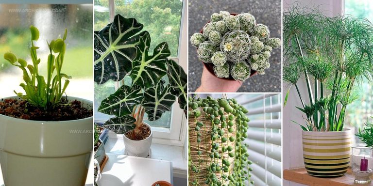 1773245 Window Plant Ideas