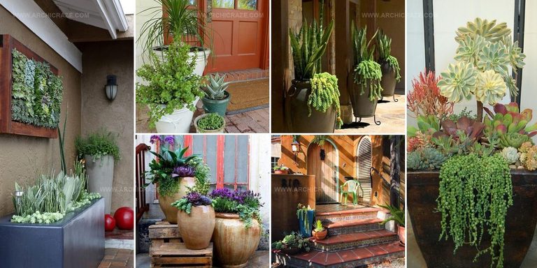 3425677 Succulent Front Door Ideas