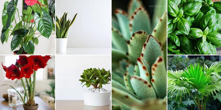 8098127 South Facing Window Houseplant Ideas