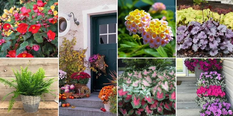 6521109 Front Door Entryway Plant Ideas