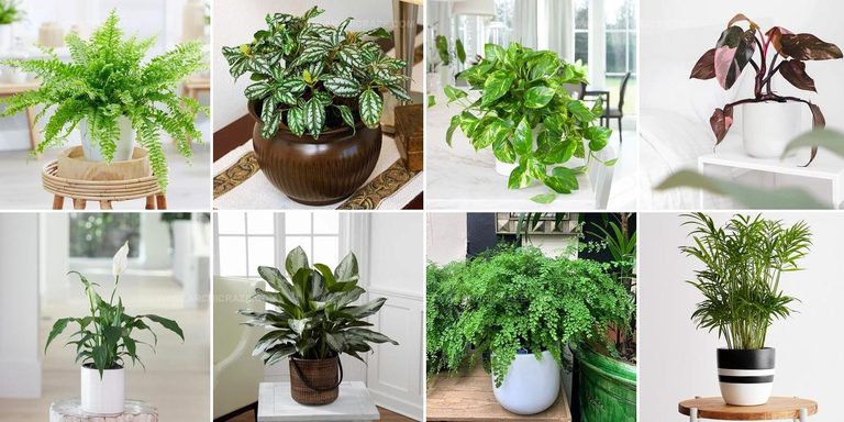 2272299 North Facing Window Indoor Plants