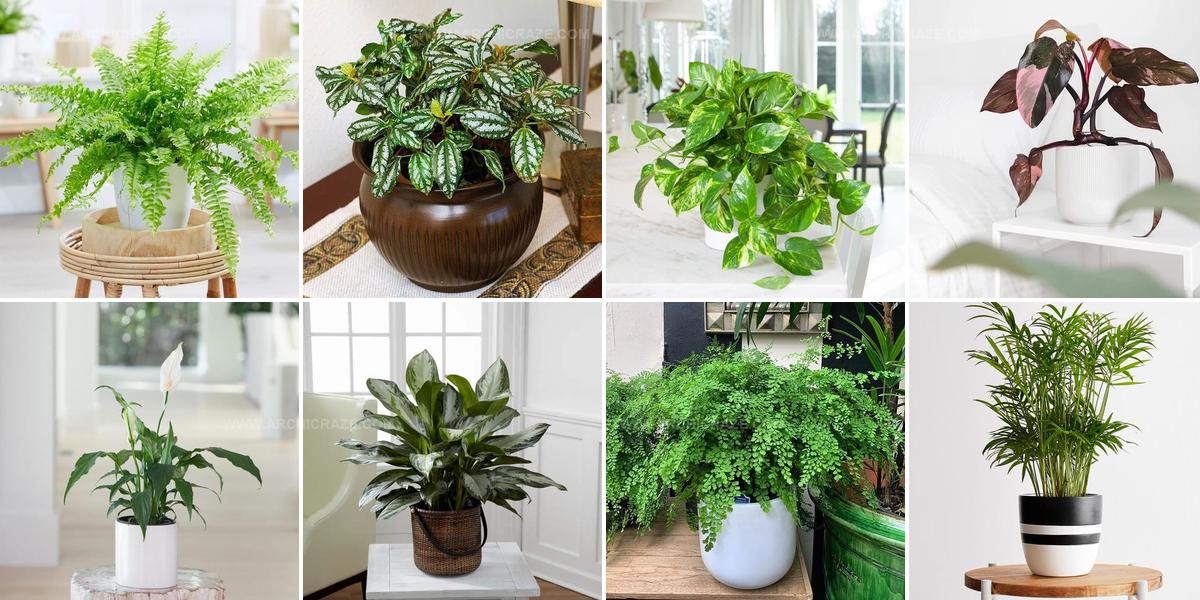 2272299 North Facing Window Indoor Plants