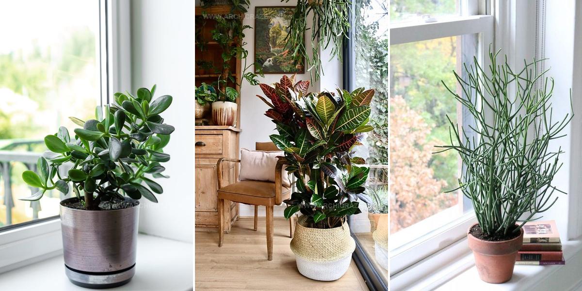 4618433 South Facing Window Plant Ideas
