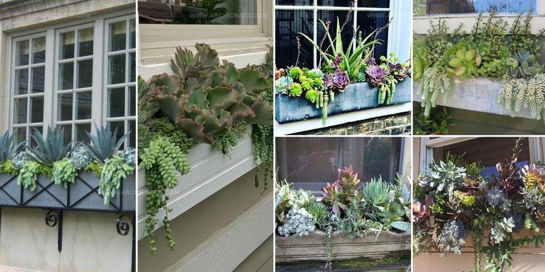 1360839 Succulent Window Box Ideas