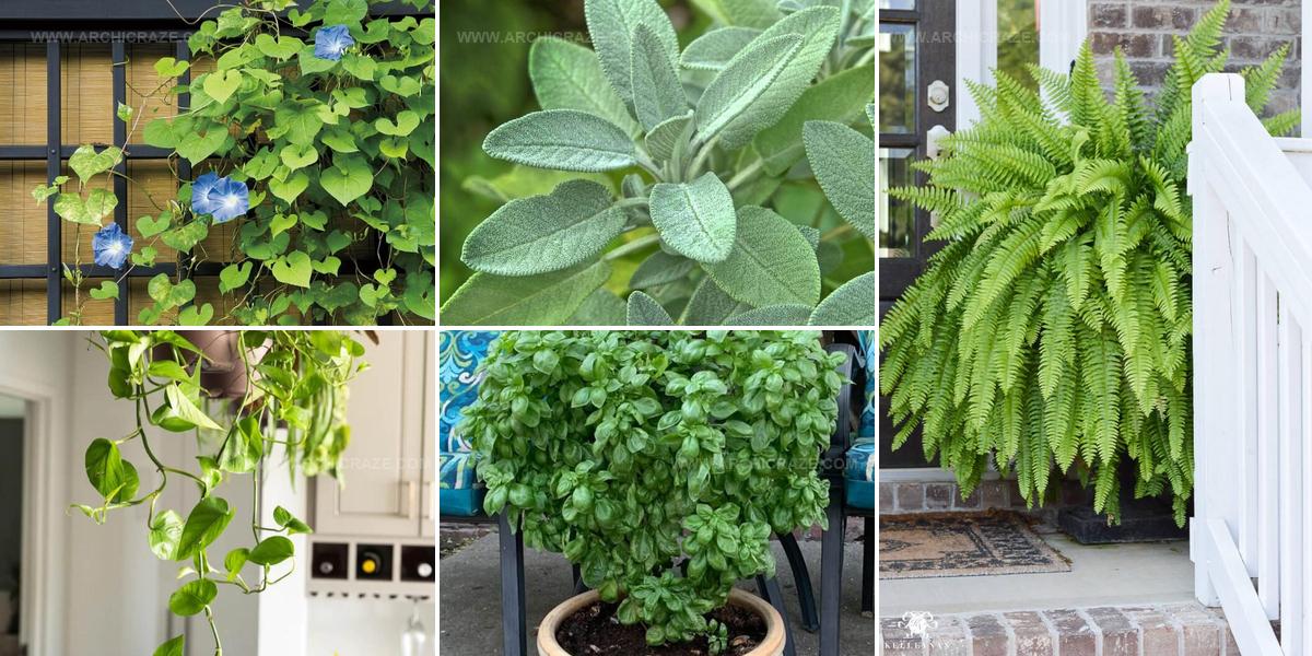 6247223 Front Door Plant Concepts